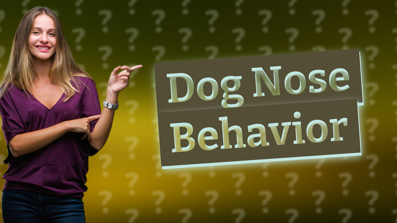 Dog Nose Behavior