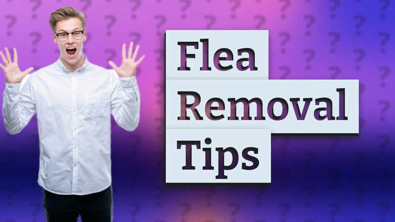 Flea Removal Tips