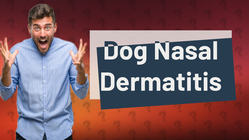 Dog Nasal Dermatitis