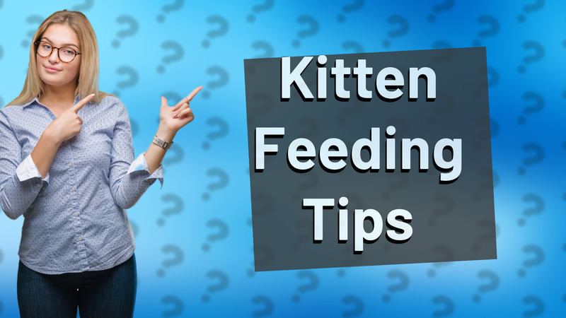 Kitten Feeding Tips