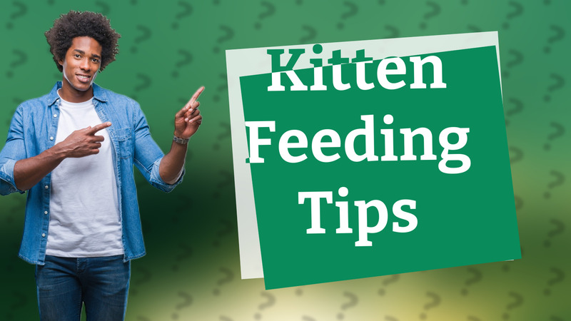 Kitten Feeding Tips