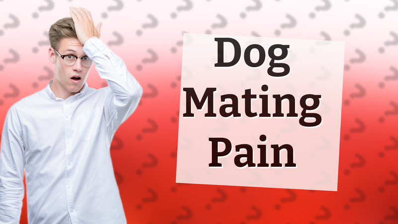 Dog Mating Pain
