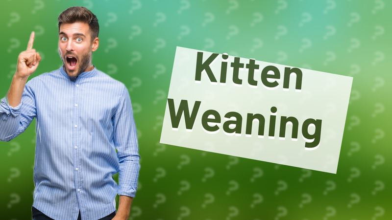 Kitten Weaning