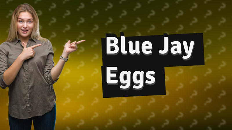 Blue Jay Eggs