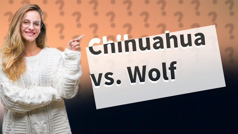 Chihuahua vs. Wolf
