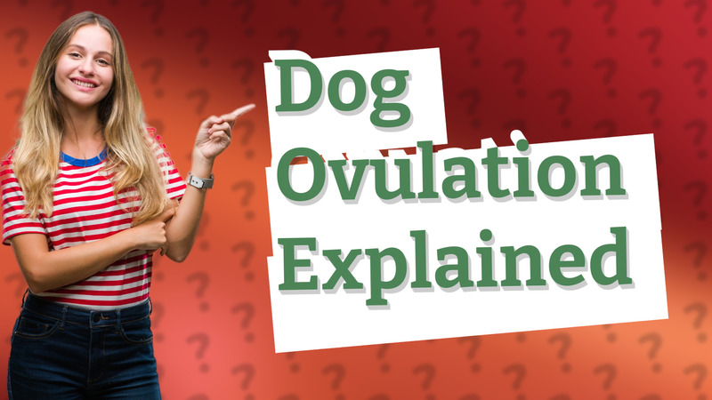 Dog Ovulation Explained