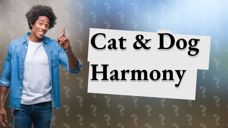 Cat & Dog Harmony