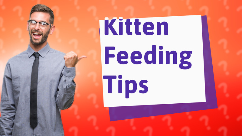 Kitten Feeding Tips