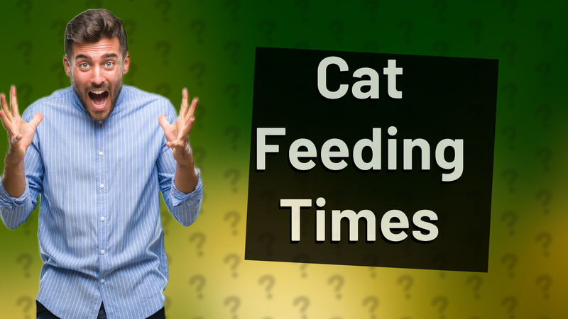 Cat Feeding Times