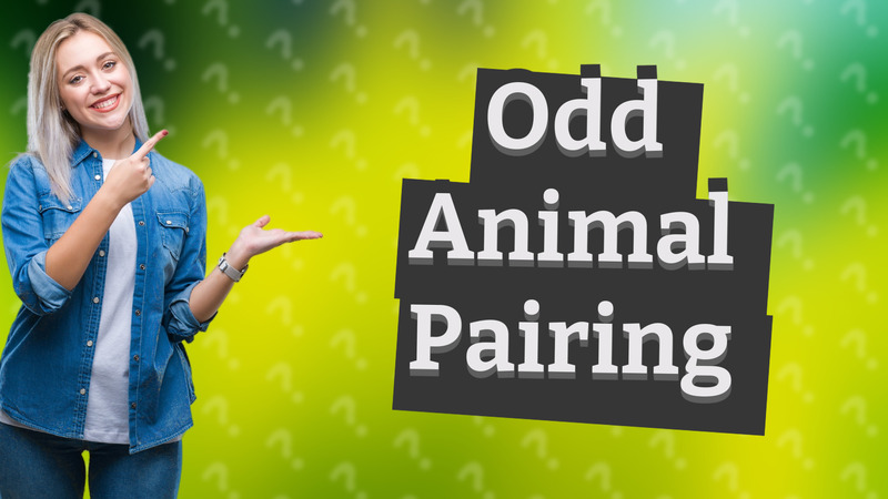 Odd Animal Pairing