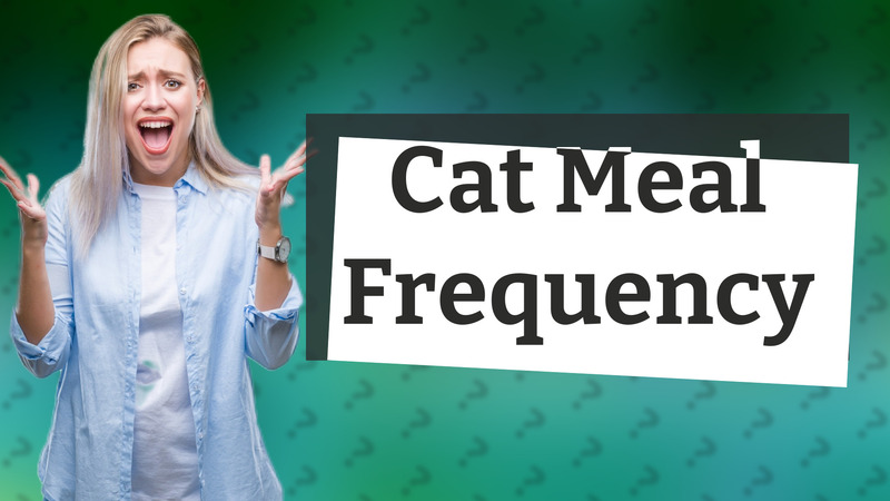 Cat Meal Frequency