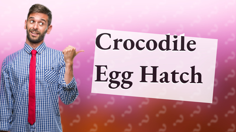 Crocodile Egg Hatch