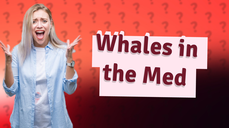 Whales in the Med