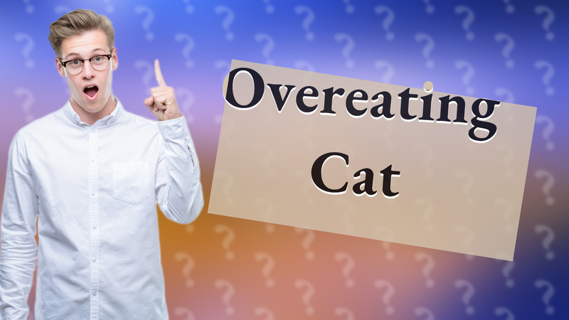 Overeating Cat