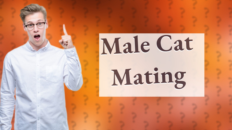 Male Cat Mating