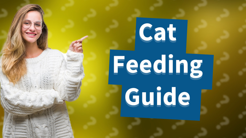 Cat Feeding Guide