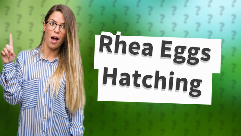Rhea Eggs Hatching
