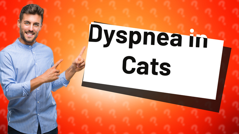 Dyspnea in Cats