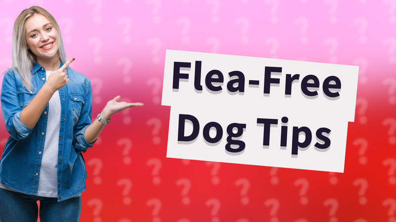 Flea-Free Dog Tips