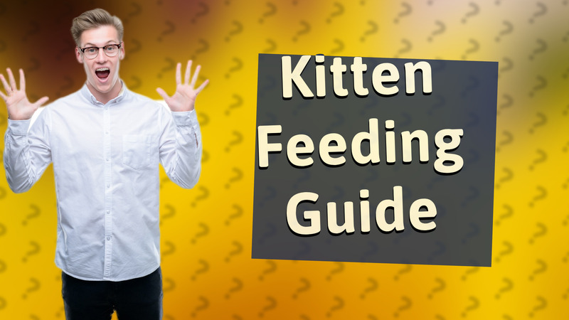 Kitten Feeding Guide