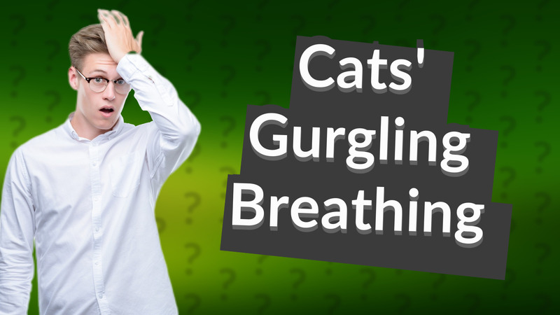 Cats' Gurgling Breathing