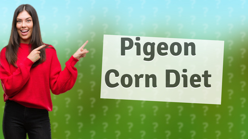 Pigeon Corn Diet