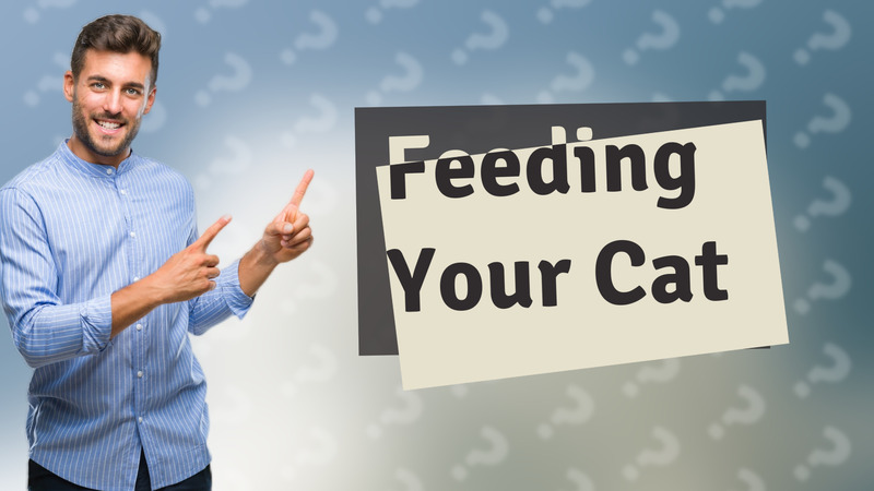 Feeding Your Cat