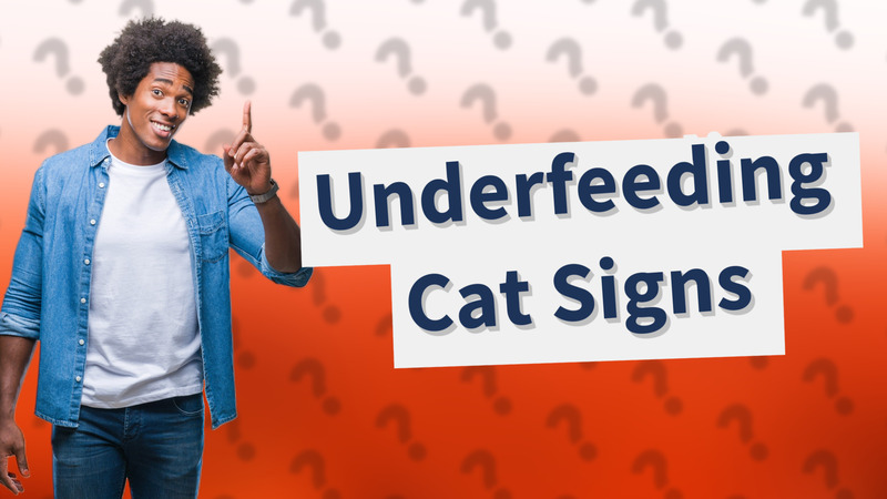 Underfeeding Cat Signs