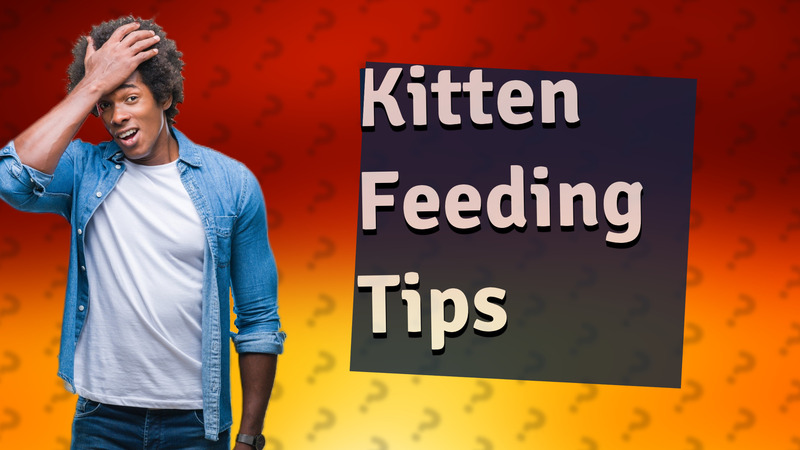 Kitten Feeding Tips