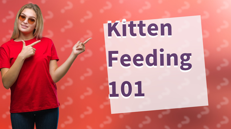 Kitten Feeding 101