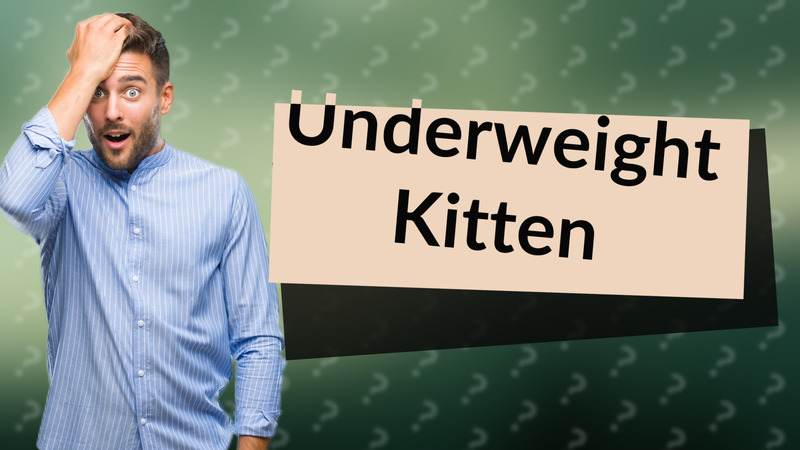 Underweight Kitten