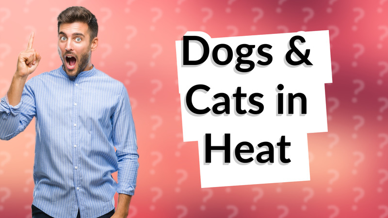 Dogs & Cats in Heat