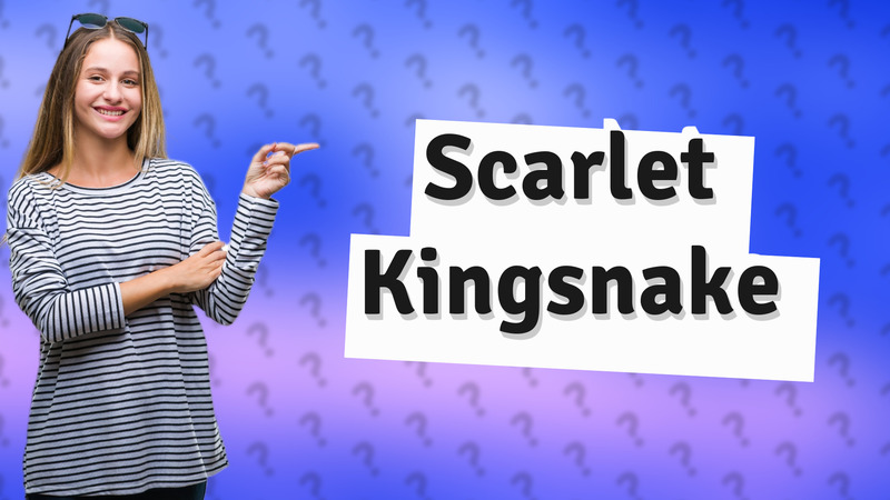 Scarlet Kingsnake