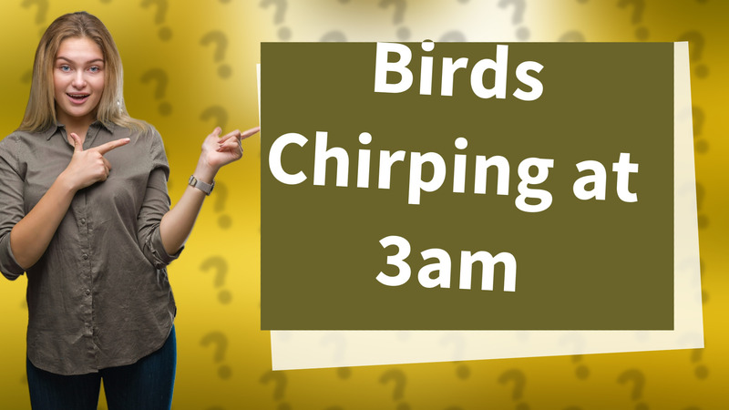 Birds Chirping at 3am