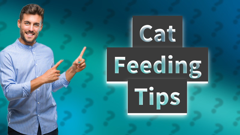 Cat Feeding Tips