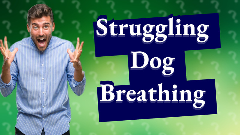 Struggling Dog Breathing