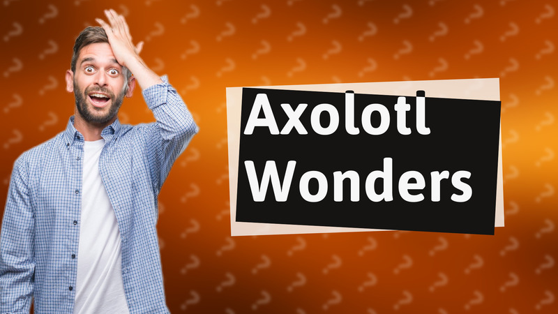 Axolotl Wonders