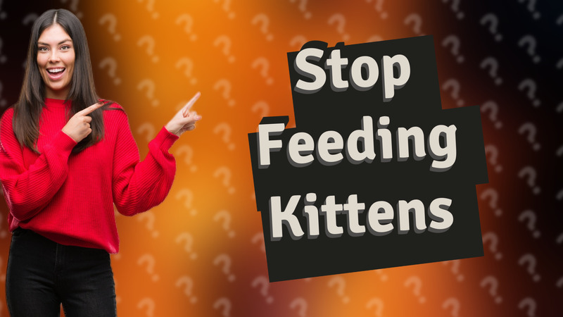 Stop Feeding Kittens