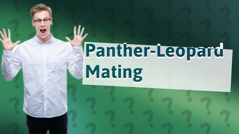 Panther-Leopard Mating