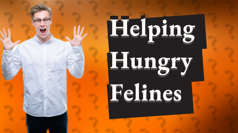 Helping Hungry Felines