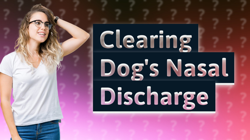 Clearing Dog's Nasal Discharge