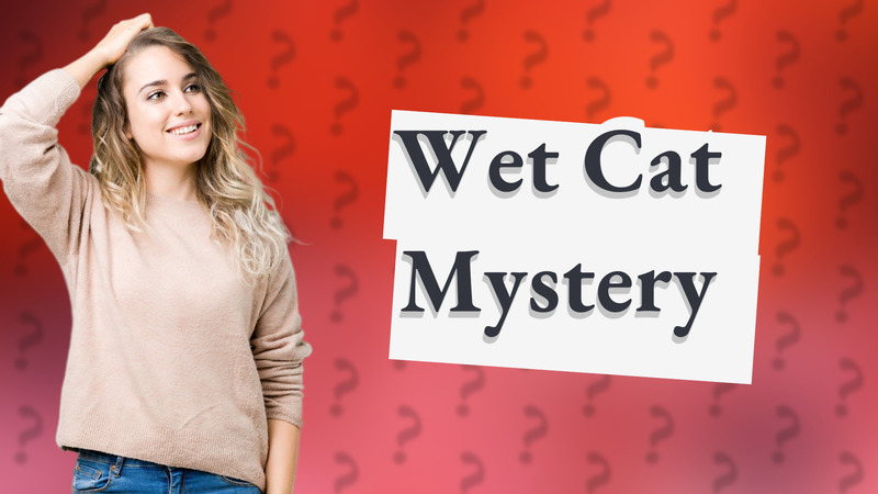 Wet Cat Mystery