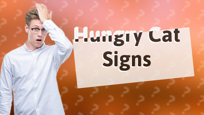 Hungry Cat Signs