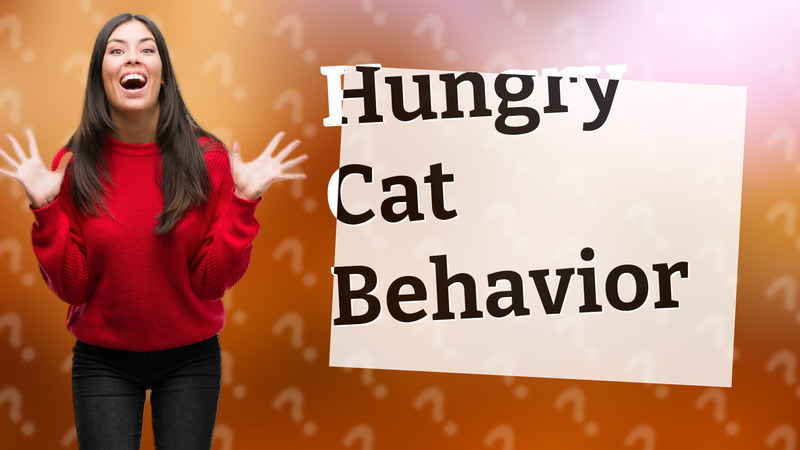 Hungry Cat Behavior