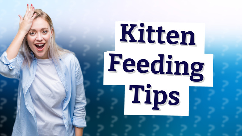 Kitten Feeding Tips