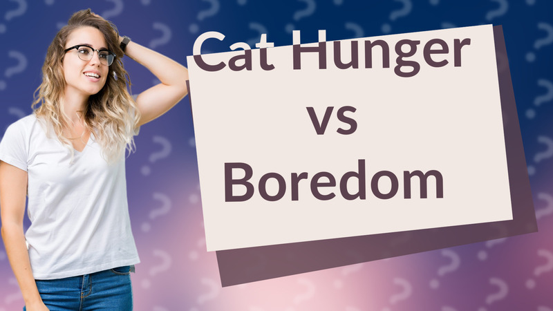 Cat Hunger vs Boredom