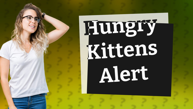 Hungry Kittens Alert