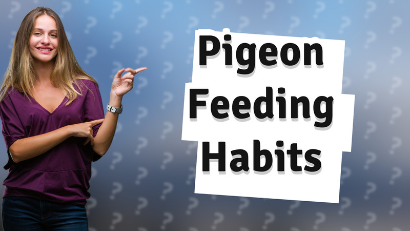 Pigeon Feeding Habits