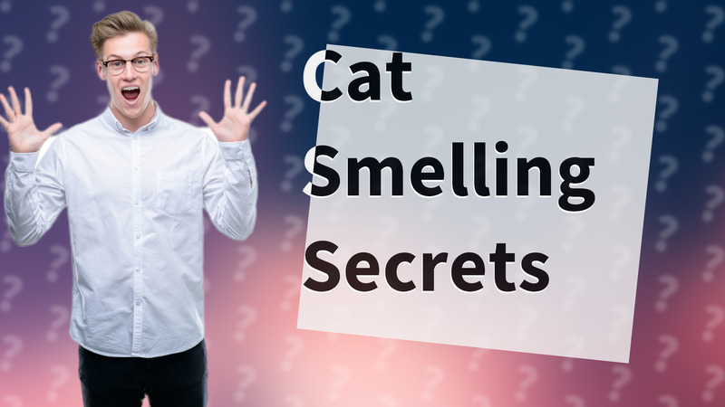 Cat Smelling Secrets