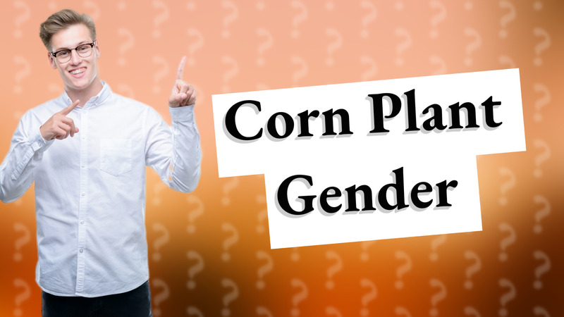 Corn Plant Gender